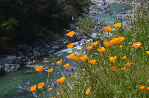 Blooms on the Yuba River
